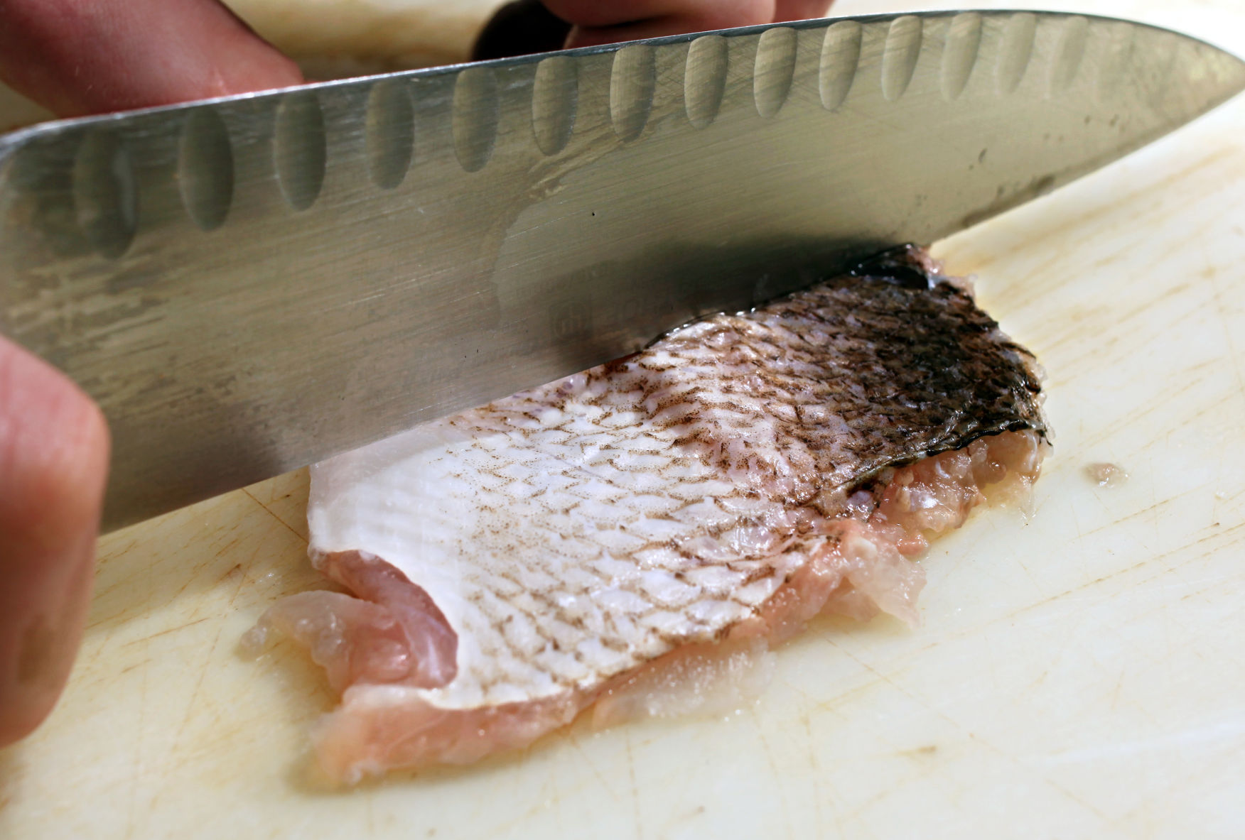 FISH3.jpg